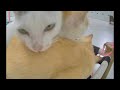 When Cats Are So Silly 😹 I will die laughing 🤣😅 Funniest Animals 🙀🤣