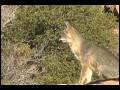 Barking Fox Called in Late September 2009 - Great Vocalizations