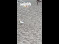 When birds invade the beach(birds are more in numbers than human😂)
