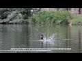 Grey Headed Flying Foxes - Slowmotion and dipping behaviour