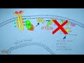 AKT/PKB Signaling Pathway | PI3k Signaling