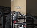 Mom not paying me full attention = crime🧑‍⚖️ #africangrey  #birds #talkingparrot #funnyparrot