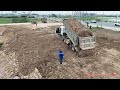 Incredible! Heavy SHANTUI Dozer Push Soil And 25t Dump Trucks Dumping Soil Making Road Around Water