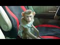 Awesome Baby Monkey Mori In Car With Mom She Very Scare