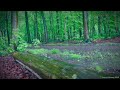 Sounds Of Rain Will Help You Relax And Drift Off To Sleep ~ Gentle Rain Sounds For Sleep ~ Rain ASMR