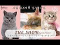 ♬The Show ♬ -  (LYRICS)  [가사해석/번역/한글자막]