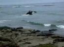 Elephant Seals at San Simeon