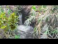 Relaxing Water Sounds & Bird Chirping for Ultimate Relaxation, Deep Sleep, Stress Relief