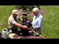 How to Grow Clematis in Containers//Tips from world authority on clematis, Raymond Evison!