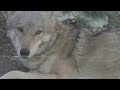 The Wild World of Wolves: Leadership, Survival, and Surprising Science