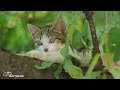 The cat's first adventure: Playing with the birds under gentle, relaxing music 🐱🎼