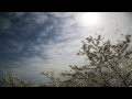 Cherry Blossoms at Night