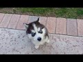 Husky Einstein puppy howl-meme compilation
