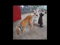😍🙀 Funniest Dogs and Cats 😘🐱 New Funny Animals 2024 #16