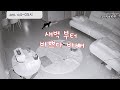 (홈캠관찰)고양이들은 새벽에 뭐할까? #cctv