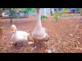 Mother goose is hatching her eggs (Ngỗng mẹ đang ấp trứng)