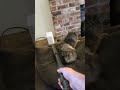 Vacuum Kitty