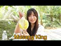 This Japanese Girl knows DURIAN more than the locals !? - DURIAN FARM in Bentong Pahang