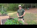 Prune zucchini and squash plants for MAXIMUM production| Promotes new growth and prevents disease