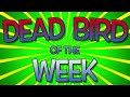 The Dead Bird Of The Week: Caddicarus Special Edition