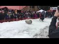 Annual dog beer keg races, Sunriver, Oregon