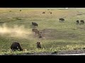 Bison Stampede on Yellowstone Bridge w/ extra Bison footage