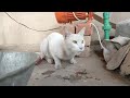 Giving Food 🍗🥩 To Random Poor Stray Cat And Helping Him❤️