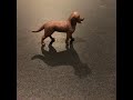 The Lost Puppy - Short Stop Motion Story