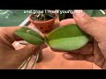 This tip helps orchids quickly take root and produce young leaves