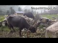 The pastoral Life of Mountain Village Nepal ll Nepali Nomadic Life ll @Village of Nepal