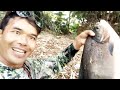 SEPOT SULTAN IKAN BABON PIRANHA