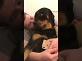 Rottweiler grumble/purr/rumble