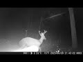 TrailCam 07/02/23-Does, Bucks, Coyote, Crane, Snake