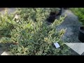 Best Evergreen Shrubs for Home Garden | Foundation Plants | Garden Shrubs | Shrubs for Landscaping