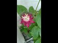 Passiflora / Passion flower /Rakhi Bel / Krishna Kamal plant-