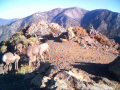 Bighorn Sheep on Ontario Peak