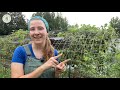 Ripening Tomatoes | This Trick SAVED My Crop! 🍅🍅🍅