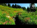 Beautiful wildflowers at the Black Tusk meadows, Garibaldi Provincial Park of British Columbia