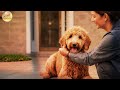 Goldendoodle Health Problems: A Complete Guide for Owners