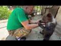 Спасенный медвежонок Лейла ОБНЯЛА Олега Зубкова ручками и стала лакомиться сладким медом!