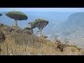 Socotra 5 dixam