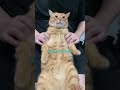 Cat Gets Massage Treatment