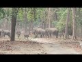 Elephant herd @Rajajinationalpark, May 24