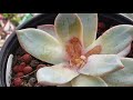 How to make [cluster colony] succulents, part 2