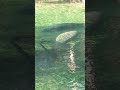 Manatees at Blue Springs State Park, Fl