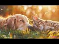 Soothing music for dogs🐶🎼 Sleeping music for dogs🐶💖Relax my dog🎵Healingmate