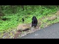 Bears at Roaring Fork Motor Trail  -  July 2024