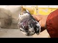 Goldan kabootar pakra baredar//pakistan pigeon market//kbootar sale video//@Lahorepigeons86