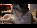 Shih Tzu Guards her Treat with her Paw