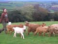 Golden Guernsey goats going for milking